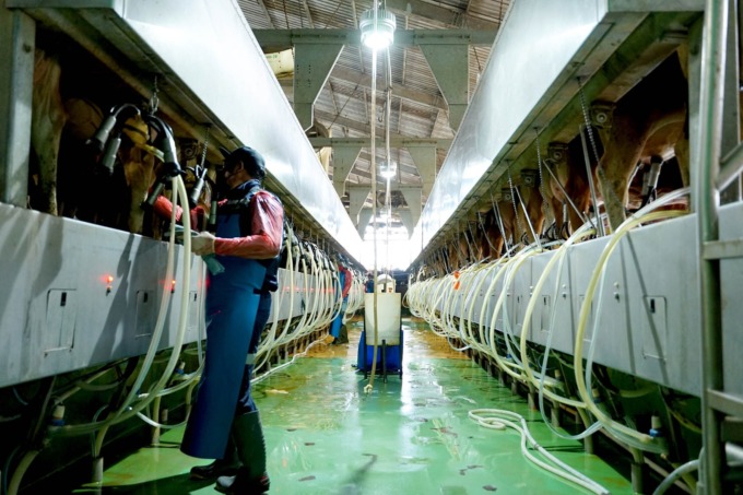 Proses pemerahan susu di Dairy Farm 1 PT Greenfields Indonesia, Ngajum, Kabupaten Malang, dilakukan dengan alat canggih sehingga terjamin higienitas-nya.