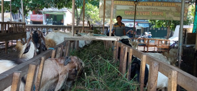 KAMBING KURBAN: Stan penjualan kambing kurban di Jalan Dewi Sartika Kota Batu.
