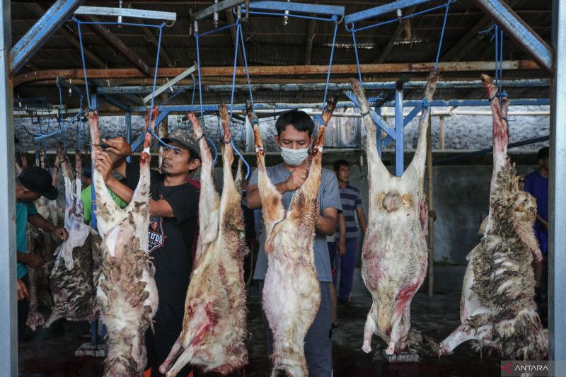 Ilustrasi - Warga Majlis Tafsir Al Quran (MTA) memotong daging kambing kurban saat perayaan Idul Adha 1444 H di MTA cabang Makamhaji, Kartasura, Sukoharjo, Jawa Tengah, Rabu (28/6/2023).