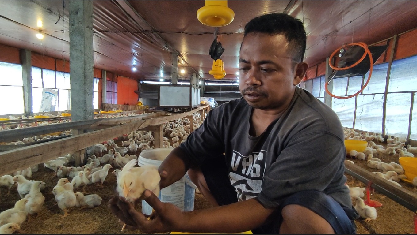 TERBATAS: Subendi memeriksa kondisi ayam yang baru berusia 10 hari di kandang miliknya, Desa Pandankrajan, Kecamatan Kemlagi, Senin (3/7).