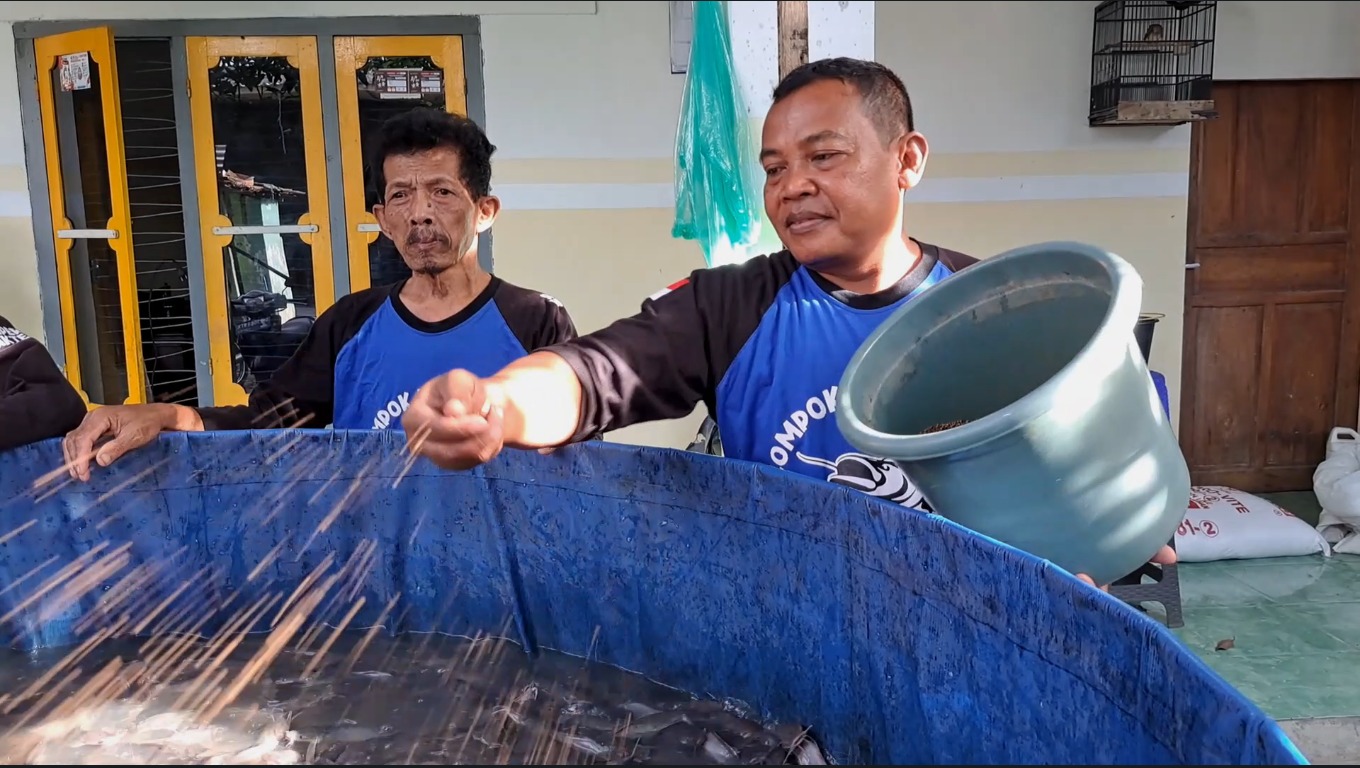 MENGINSPIRASI: Totok Winaryo memberi pakan lele di kolam menggunakan sistem bioflok di Lingkungan Karanglo, Kecamatan Magersari, Kota Mojokerto.