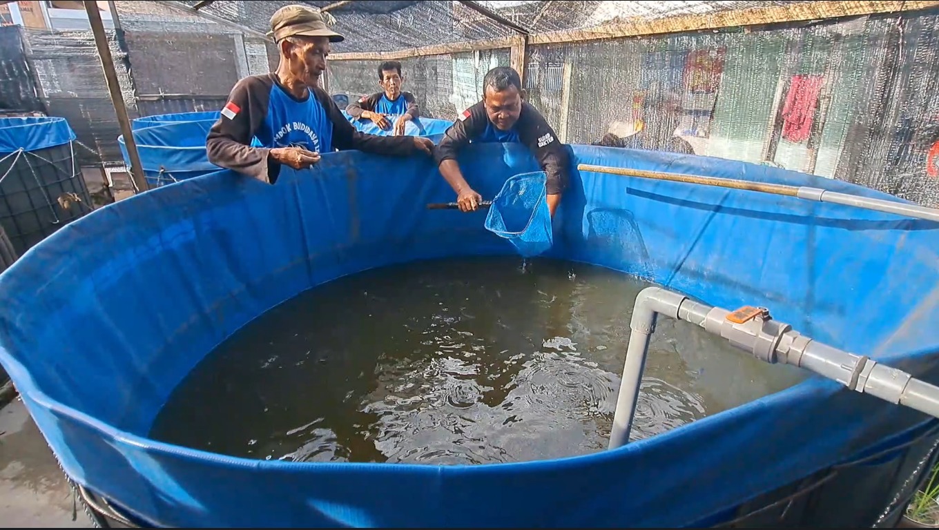 MENGUNTUNGKAN: Totok Winaryo bersama warga merawat lele di kolam bioflok miliknya di Lingkungan Karanglo, Kelurahan Wates, Kecamatan Mahgersari.