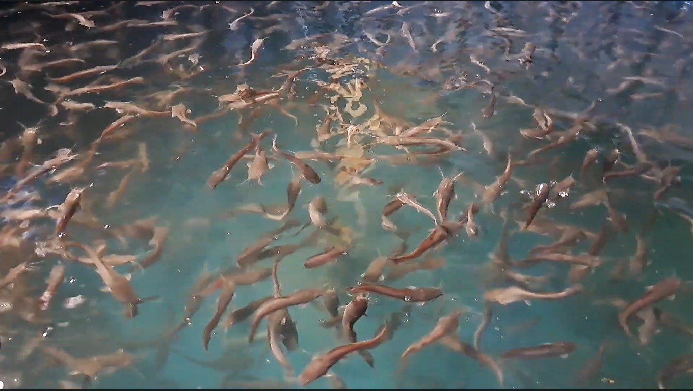 CEPAT PANEN: Ikan lele jenis berlian menjadi andalan warga untuk beternak lele karena perawatan mudah dan lebih tahan cuaca.