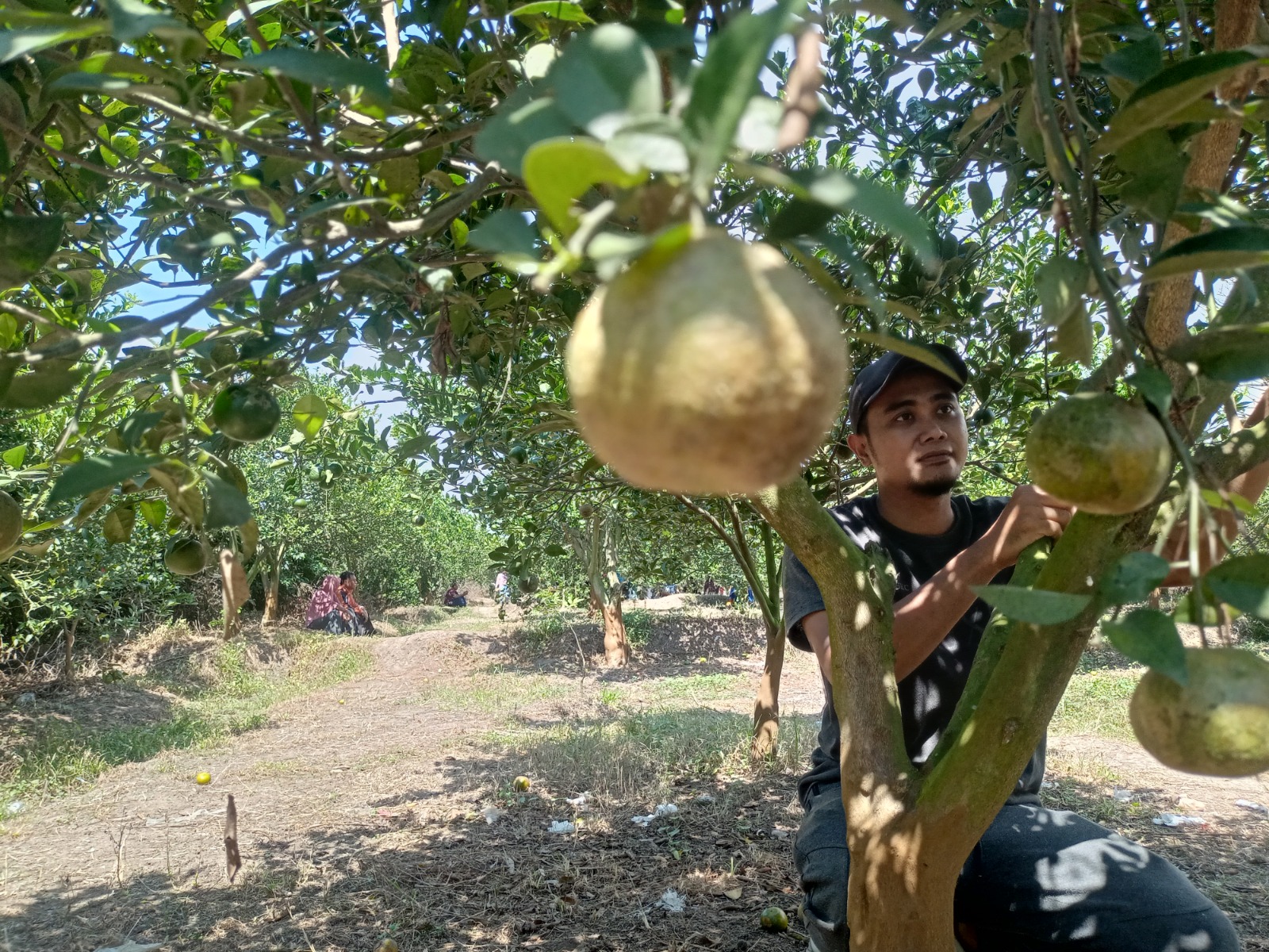 SEGAR: Hafid Muzaqi sedang merawat pohon jeruk di kebun yang dibuka untuk wisata petik di Dusun/Desa Tangunan, Kecamatan Puri, Kabupaten Mojokerto, kemarin.
