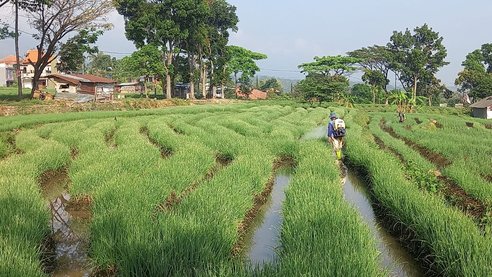 SEMRINGAH: Produktivitas bawang merah di Kabupaten Mojokerto meningkat. Harga yang bagus di tingkat petani membuat mereka kian semringah.