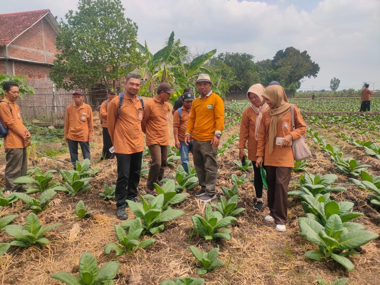MENIMBA ILMU: Ratusan petani tembakau Kabupaten Mojokerto diajak melakukan studi banding ke Kabupaten Lamongan dalam peningkatan kualitas tembakau.