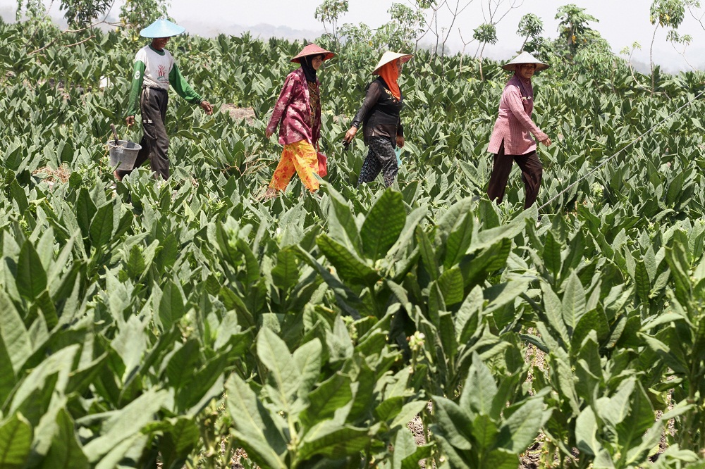 SEMRINGAH: Petani tembakau di Desa Simongagrok, Kecamatan Dawarblandong, Kabupaten Mojokerto semringah di tengah harga daun basah mencapai Rp 5 ribu per kg.