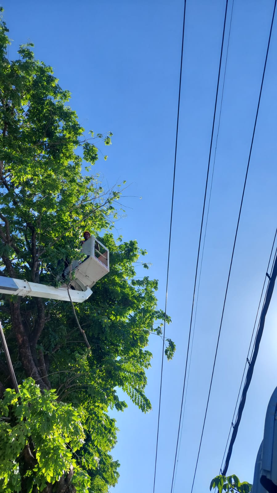 LEBIH RAPI: Petugas PLN ULP Mojokerto melakukan kegiatan rabas skylift sebagai bentuk pengamanan pohon tanpa padam, kemarin (18/7).