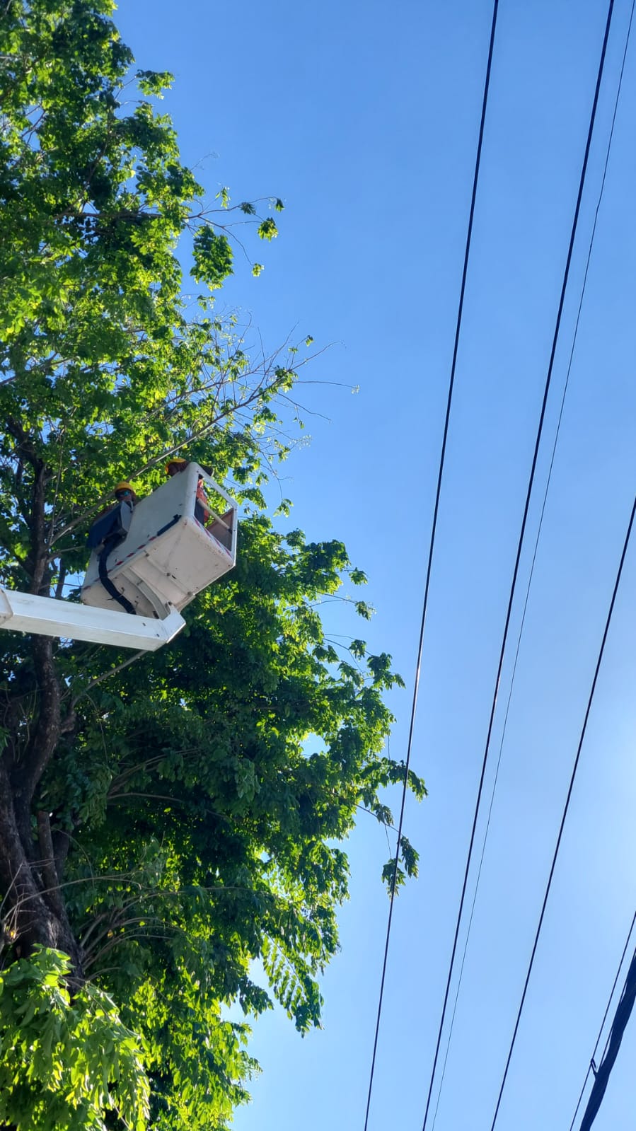 LEBIH RAPI: Petugas PLN ULP Mojokerto melakukan kegiatan rabas skylift sebagai bentuk pengamanan pohon tanpa padam, kemarin (18/7).