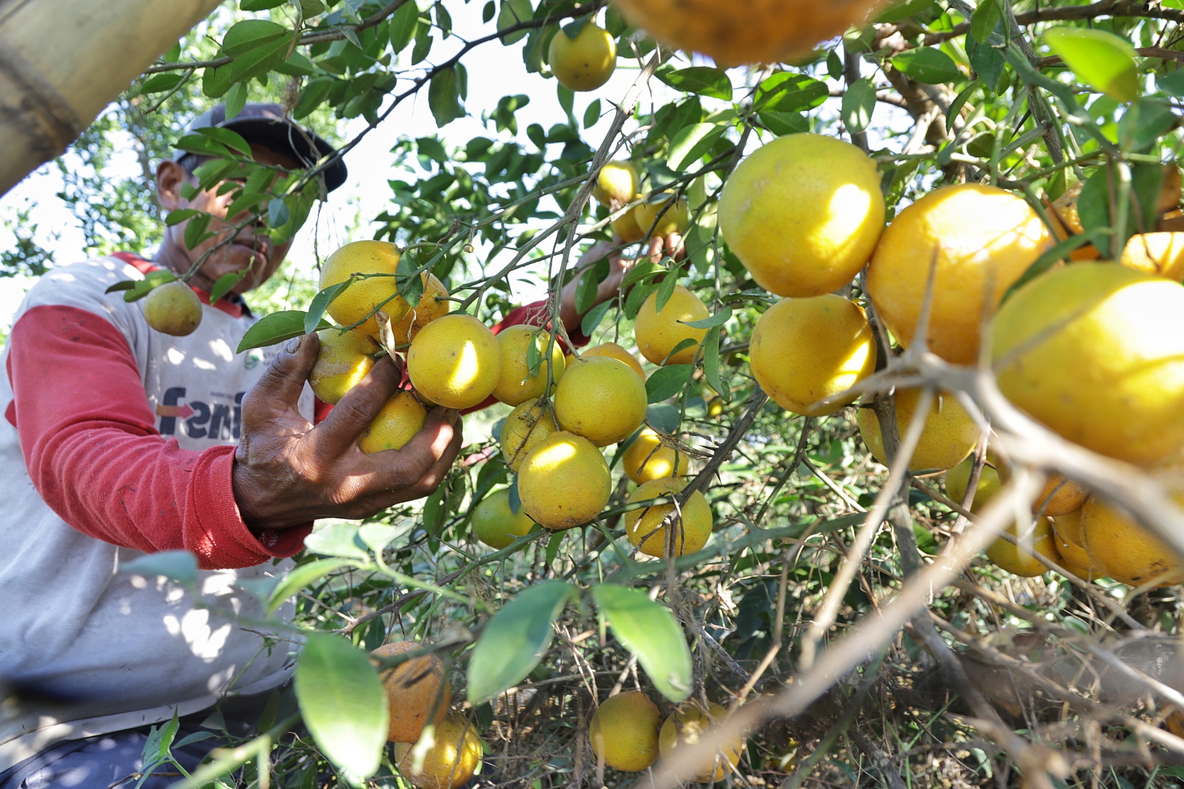 BUAH LOKAL: Petani setempat turut memanen jeruk jenis simadu.