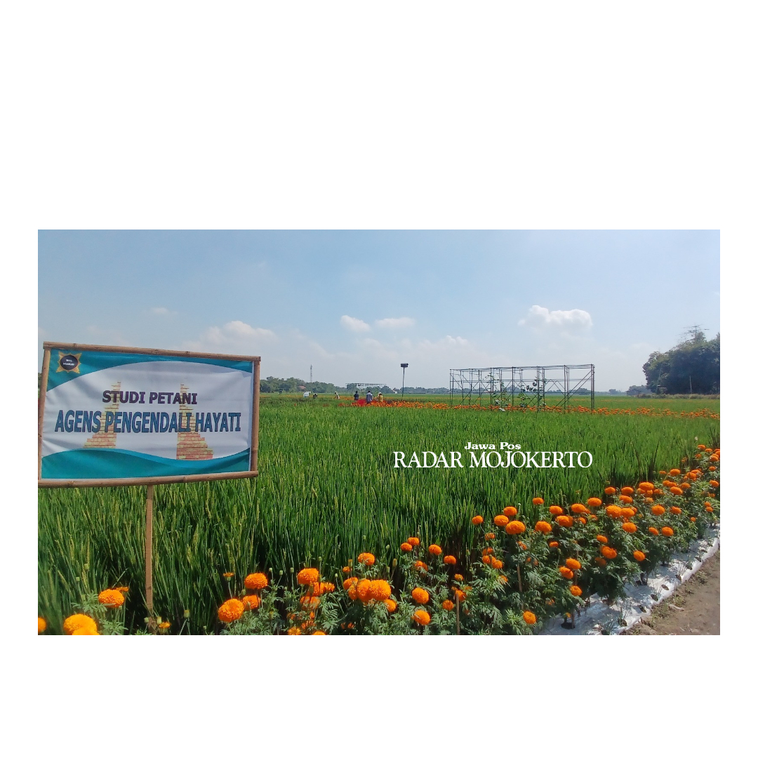 ORGANIK: Pertanian sehat dikembangkan di sawah padi milik kelompok tani di Desa Ngarjo, Kecamatan Mojoanyar, Kabupaten Mojokerto.