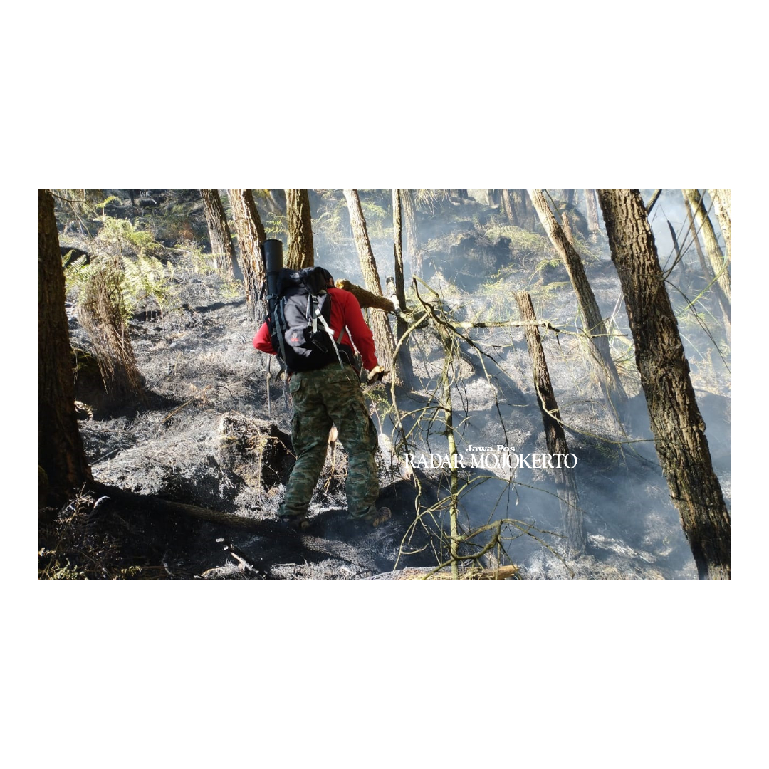 RAWAN: Petugas UPT Tahura Raden Soerjo memadamkan kebakaran di lereng Gunung Welirang secara manual akhir Mei lalu.
