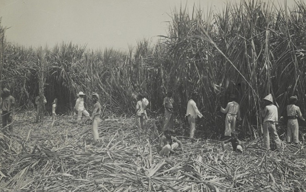 KOMODITAS: Buruh tani memanen tebu dari lahan yang disewa pabrik gula di Mojokerto di masa pemerintahan kolonial.
