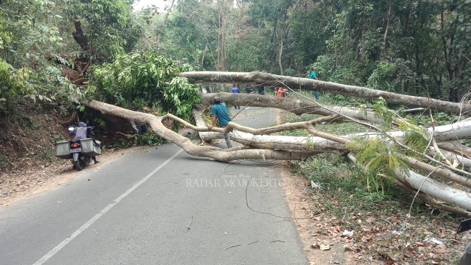 MENUTUP JALAN: Pohon sengon buto ukuran jumbo di Dusun Biting, Desa Seloliman, Kecamatan Trawas, tumbang hingga menutup ruas jalan, Kamis (14/9).