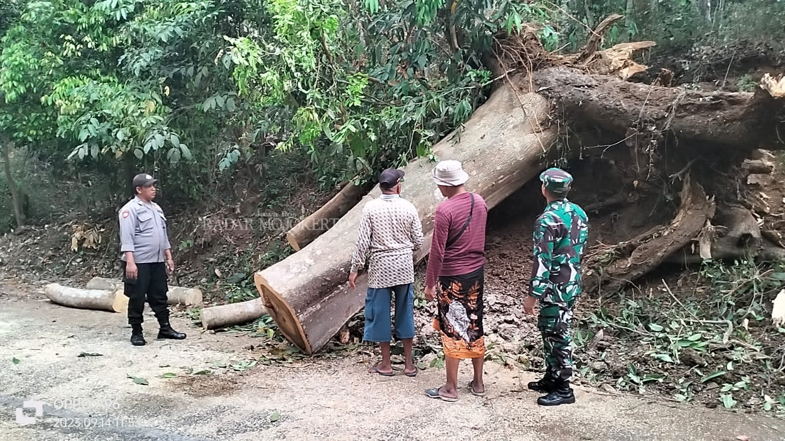 DIEVAKUASI: Petugas gabungan memangkas batang pohon jumbo yang menutup ruas Jalan Trawas - Ngoro, Kamis (14/9).