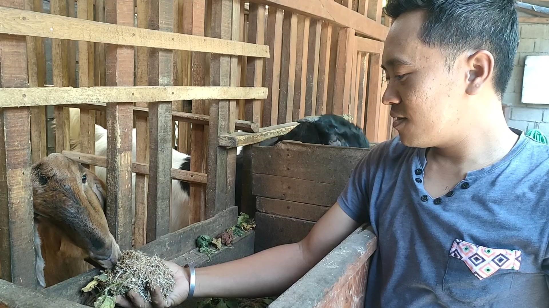 PERAWATAN RUTIN: Nurwafi Saputro, rutin memberi pakan ternak kambing etawa miliknya di rumahnya, Desa Jasem, Kecamatan Ngoro.