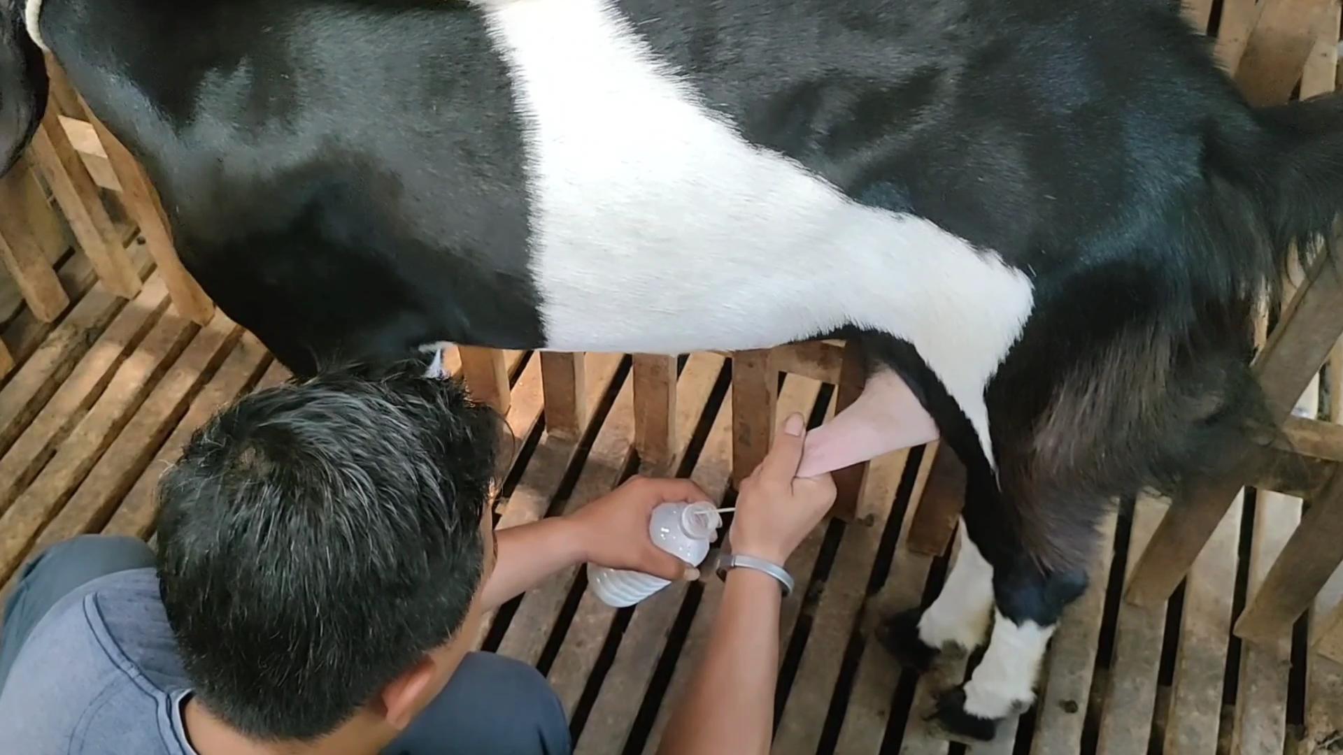HARUS BERSIH: Nurwafi Saputro memerah susu kambing etawa di kandang belakang rumahnya, di Desa Jasem, Kecamatan Ngoro.