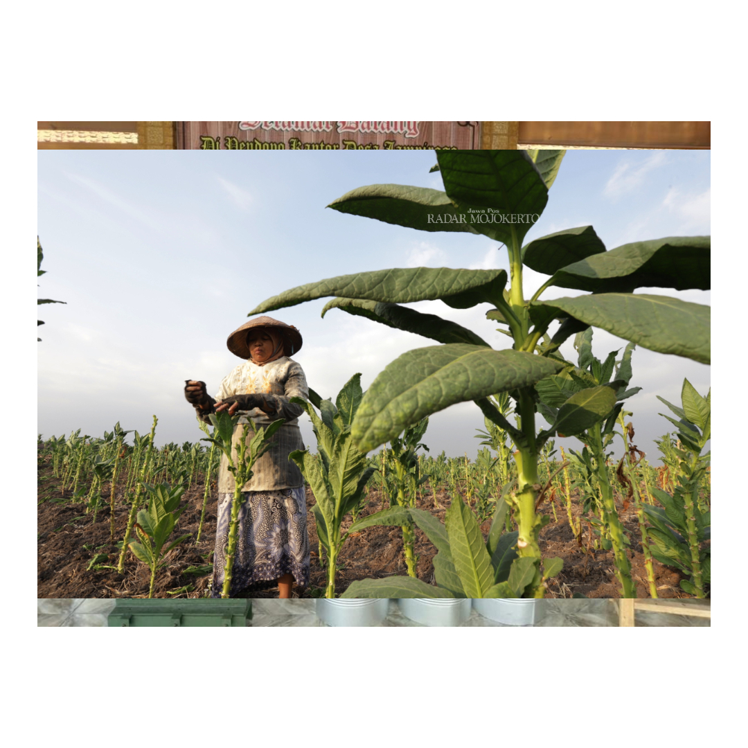 PANEN: Petani melakukan pemetikan daun tembakau saat musim panen raya di Kecamatan Dawarblandong.