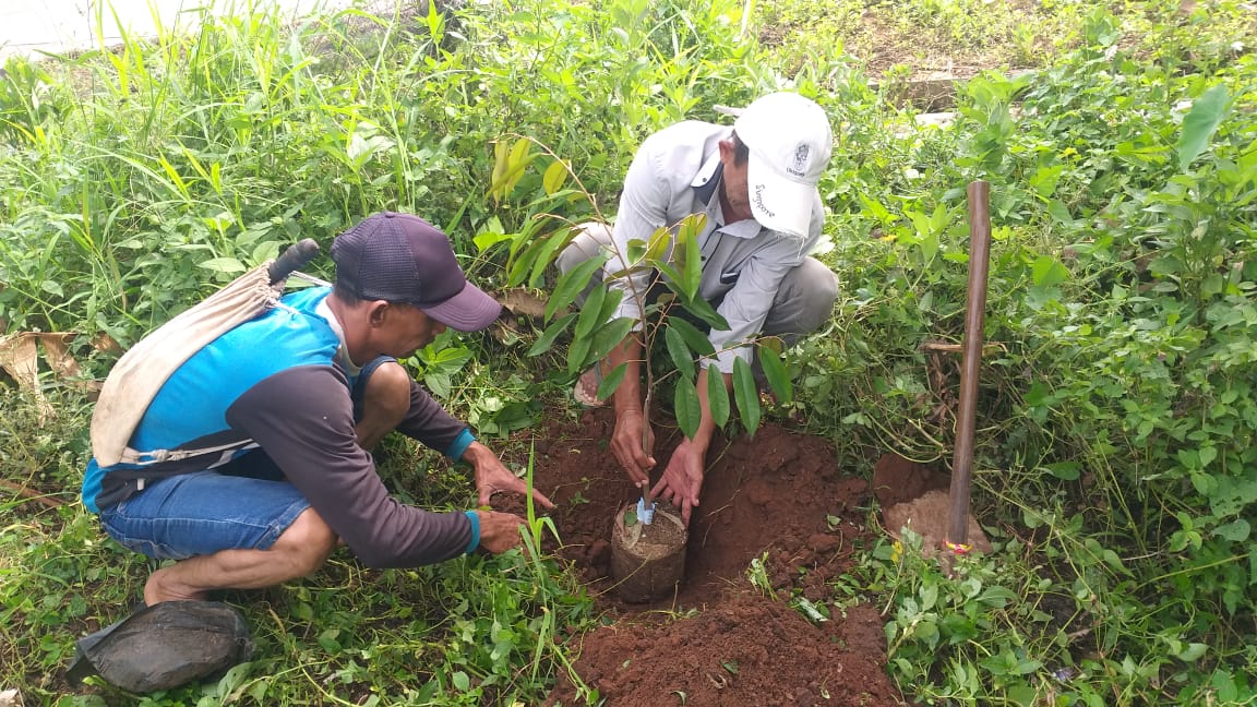 IDENTITAS DESA: Kades Jembul Marsudi tengah merawat dan mempersiapkan bibit pohon durian sebelum dibagikan ke warga.
