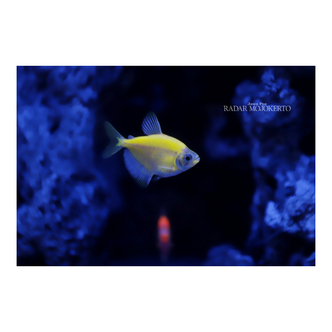 RAMAI: Ikan jenis glofish ini memiliki banyak warna dan sangat mencolok saat berada di bawah sinar UV.
