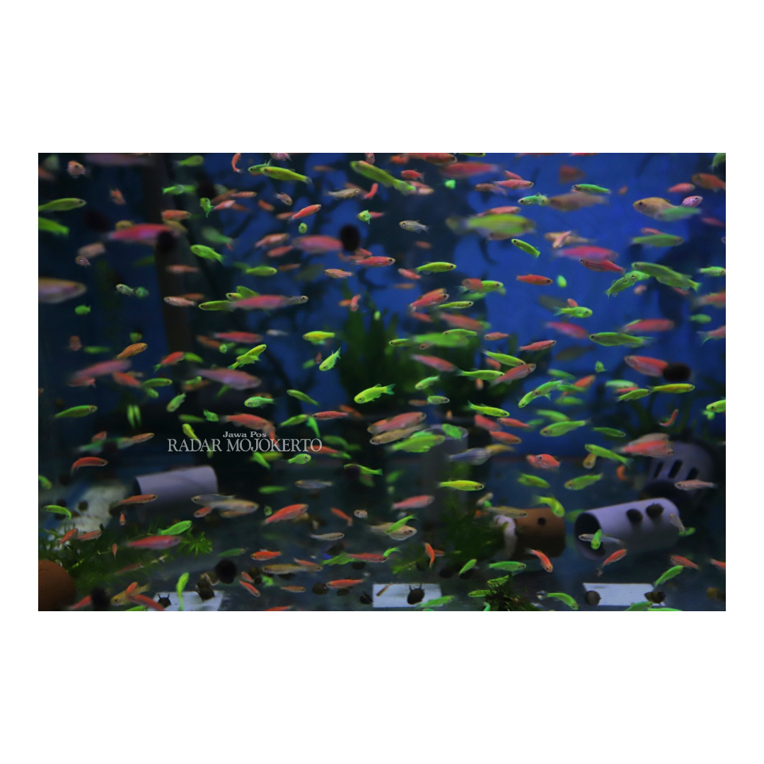 RAMAI: Ikan jenis glofish ini memiliki banyak warna dan sangat mencolok saat berada di bawah sinar UV.