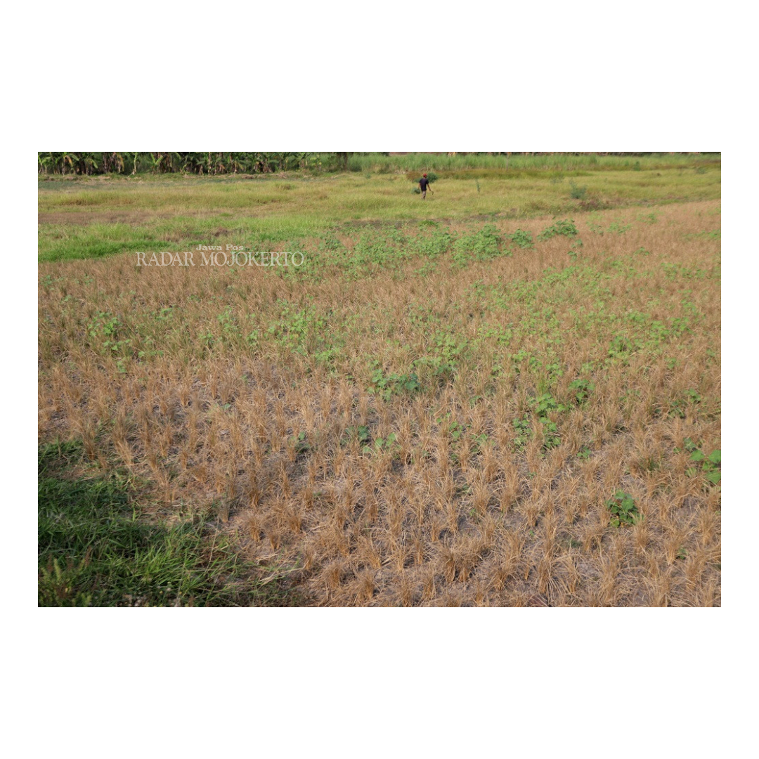 GAGAL PANEN: Tanaman padi mengering karena sawah tidak teraliri air akibat cuaca ekstrem di wilayah Mojokerto.