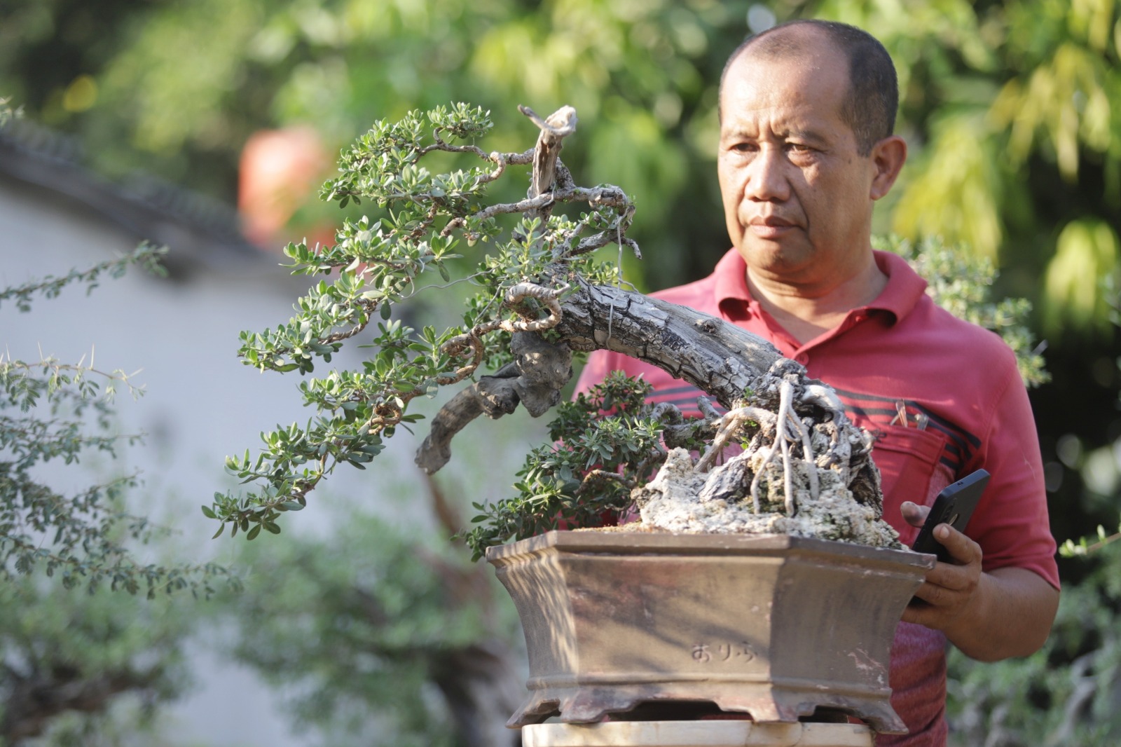 SENIMAN TANAMAN: Nurul Huda Bisri sedang merawat bonsai santigi miliknya.