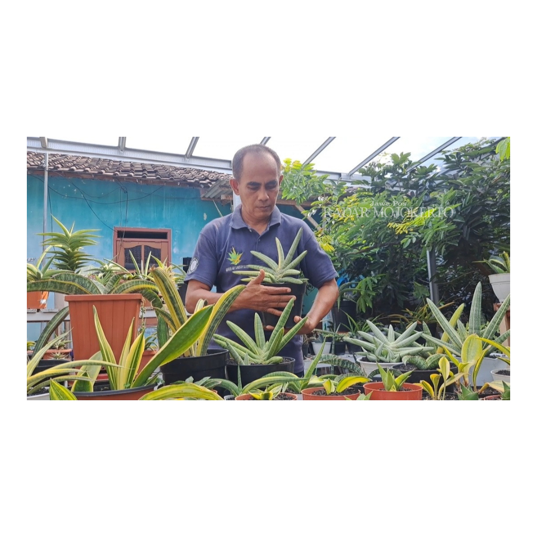 HOBI: Sukamto bersama ratusan varietas sansevieria yang ia budidayakan di samping rumah.