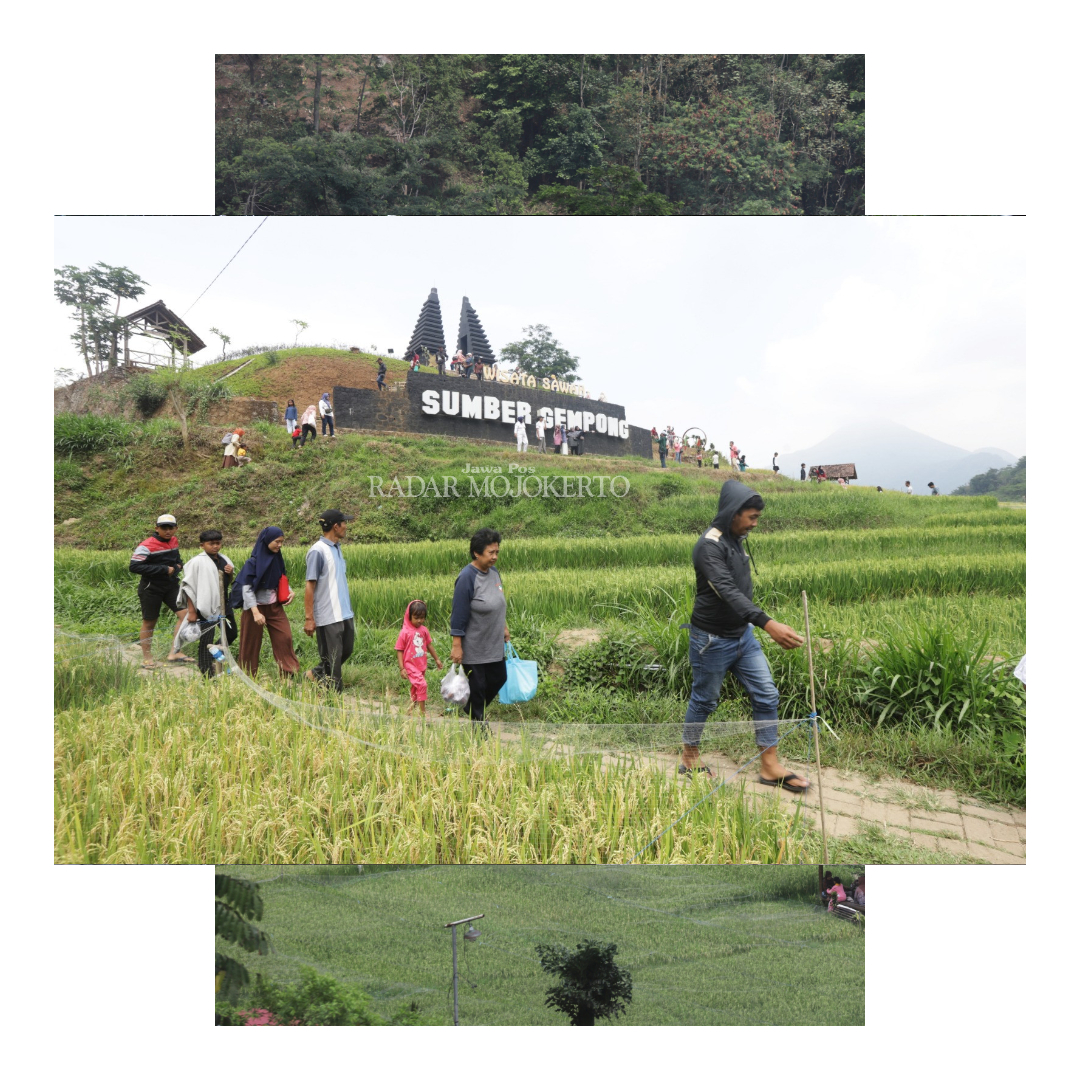 WISATA SAWAH: Hamparan sawah milik warga dan desa menjadi objek wisata.