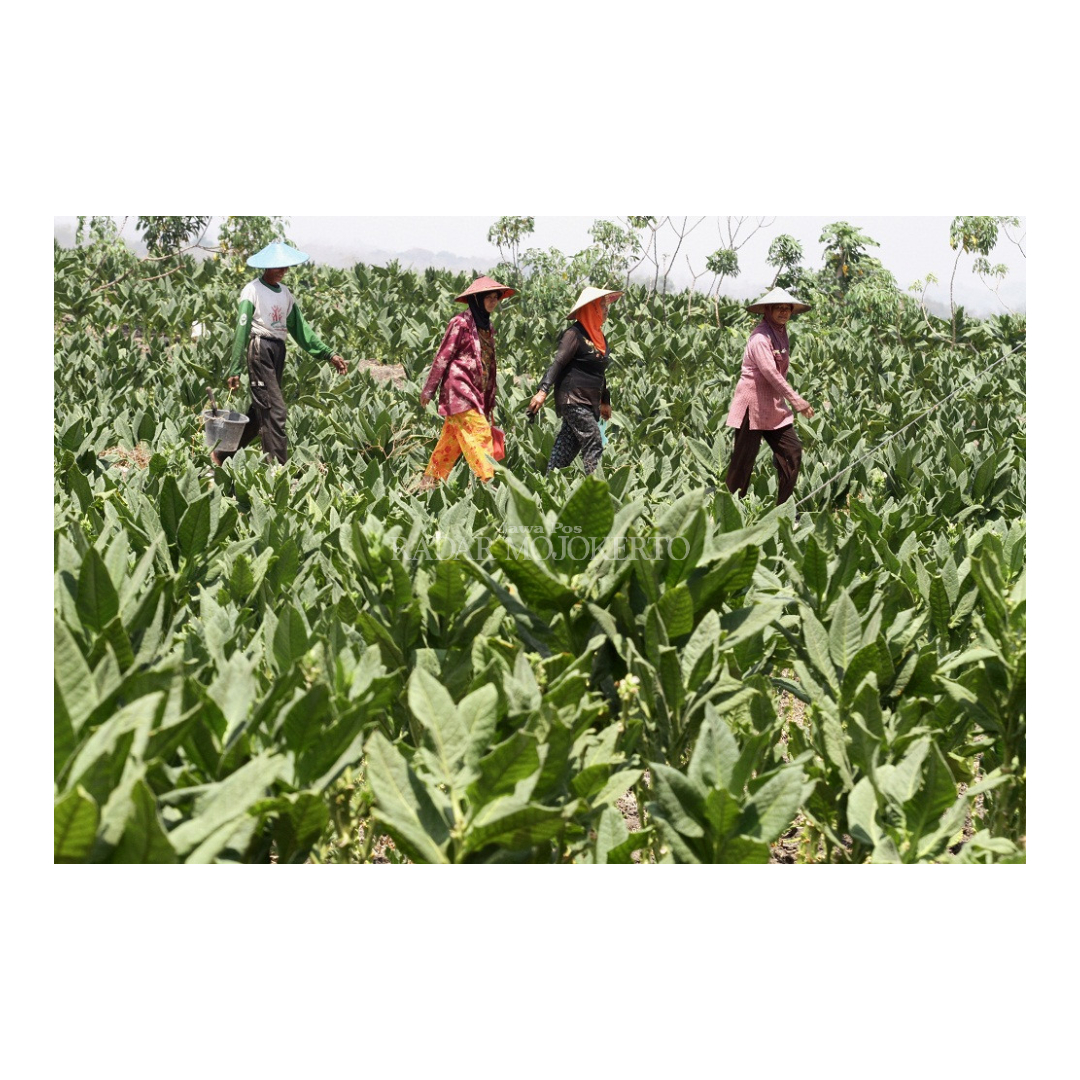 UNGGUL: Petani tembakau di Desa Simongagrok, Kecamatan Dawarblandong, Kabupaten Mojokerto, merawat tanamannya beberapa waktu lalu.