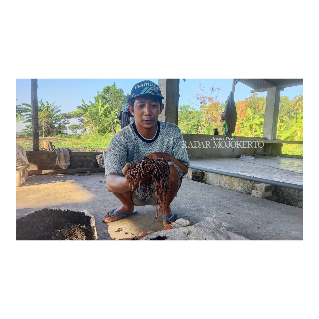 JADI CUAN: Seorang pekerja menunjukkan cacing fosfor dan ANC hasil budi daya Aan. Budi daya cacing tanah jadi alternatif penghasil uang lantaran memiliki pangsa pasar tersendiri.