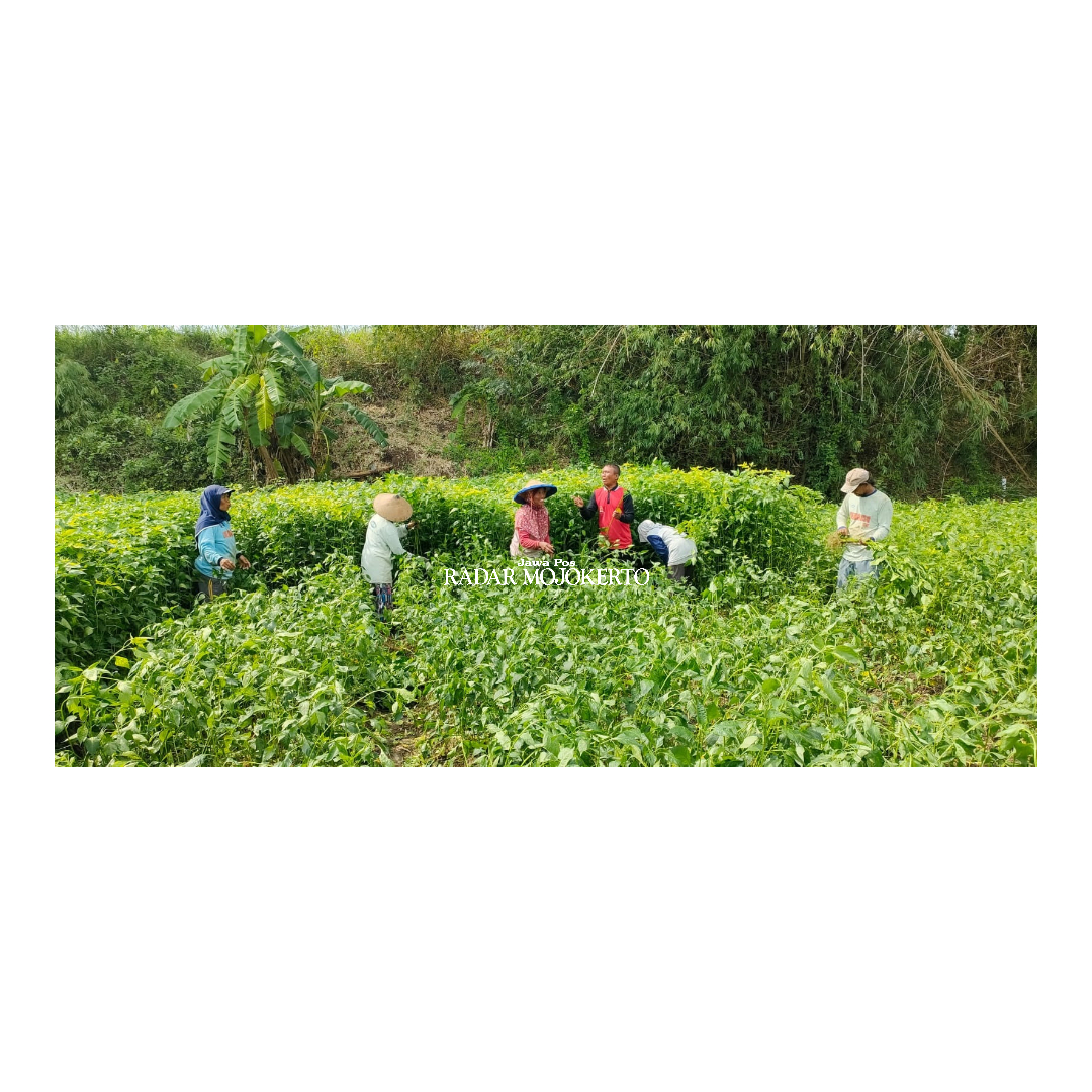 PRO PETANI: Kunarto calon legislatif dari PDI Perjuangan dapil 4 dengan nomor urut 4 turun langsung bersama para petani di Dawarblandong, kemarin (6/12).