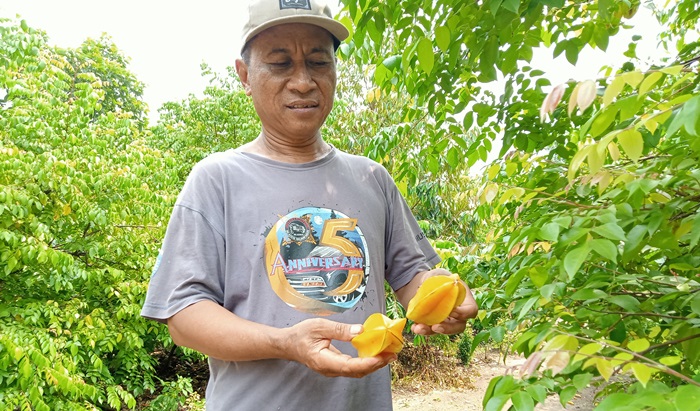 SEGAR: Khodiq menunjukkan panen buah belimbing dari kebunnya, di Dusun Nglinguk, Desa/Kecamatan Trowulan. (foto Putri Fadiyah for Radar Mojokerto)