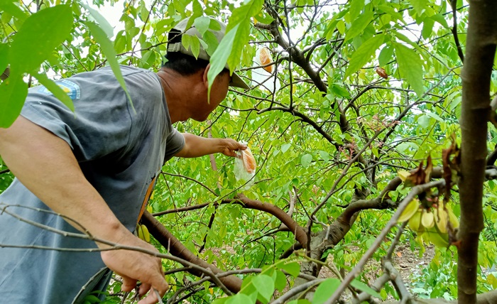 DIPANEN: Khodiq memetik buah belimbing jenis madu dari pohon di kebun miliknya, Desa/Kecamatan Trowulan. (foto Putri Fadiyah for Radar Mojokerto)