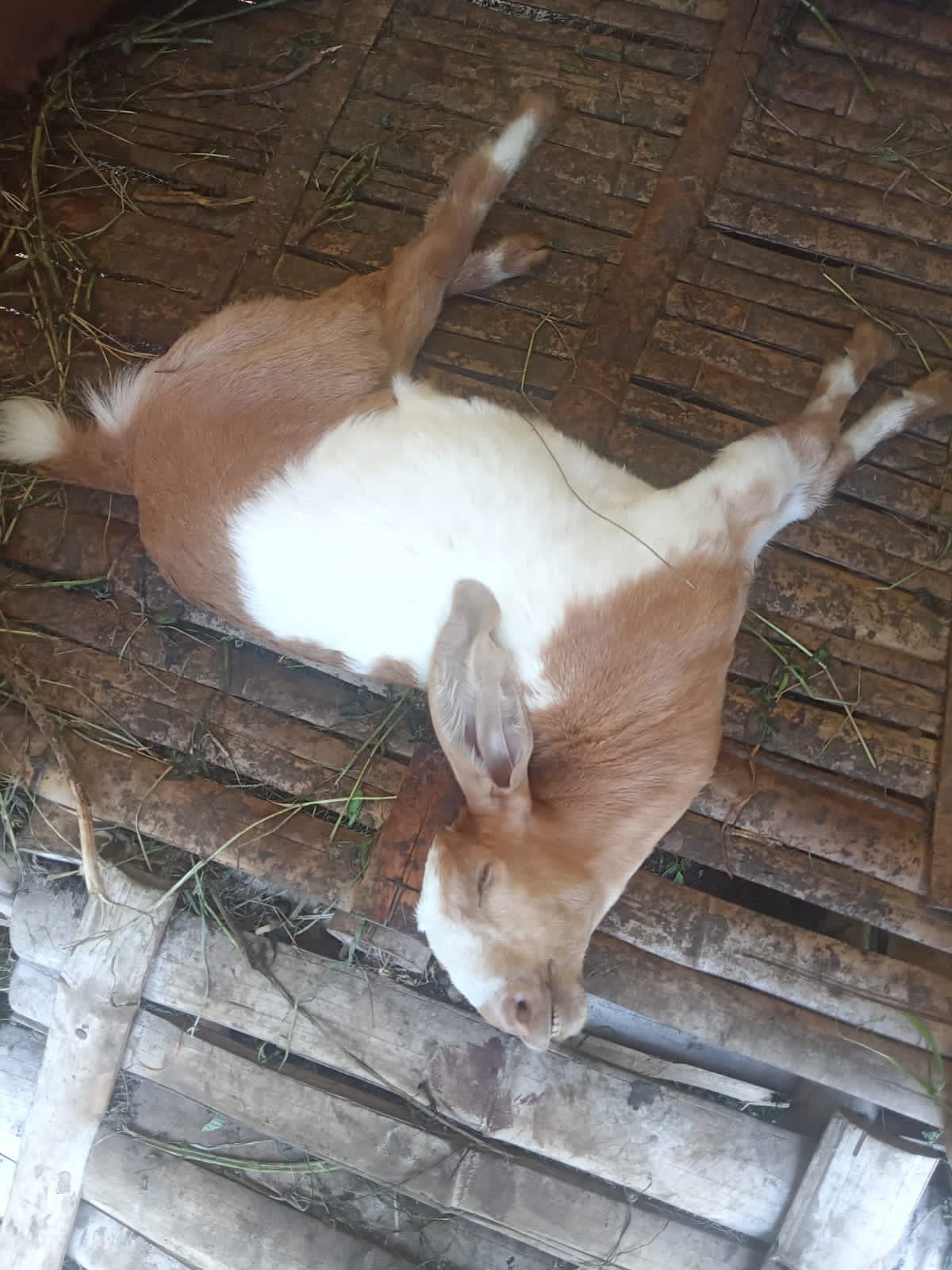 DISENGAT TAWON: Ternak kambing milik Joni Agustin mati usai disengat tawon vespa.