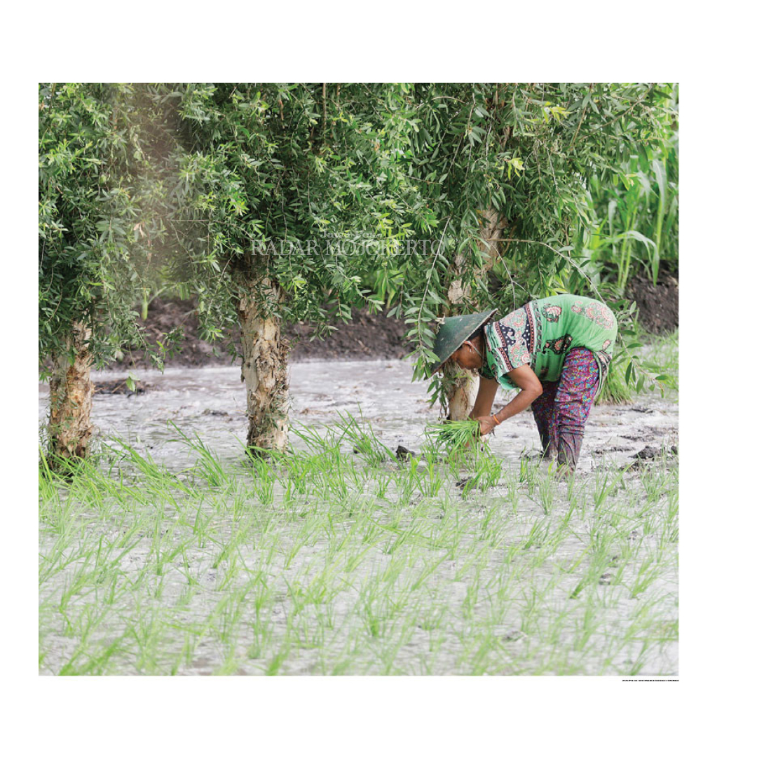 PETANI HUTAN: Petani menanam padi di antara pohon kayu putih di hutan Dawarblandong kemarin.