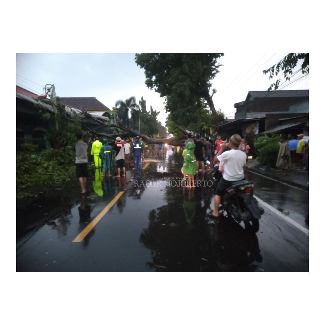 RINGSEK: Sebuah mobil tertimpa pohon tumbang saat melintas di Jalan Brawijaya, Kelurahan Sawahan, Kecamatan Mojosar,  Kamis (11/1) sore.