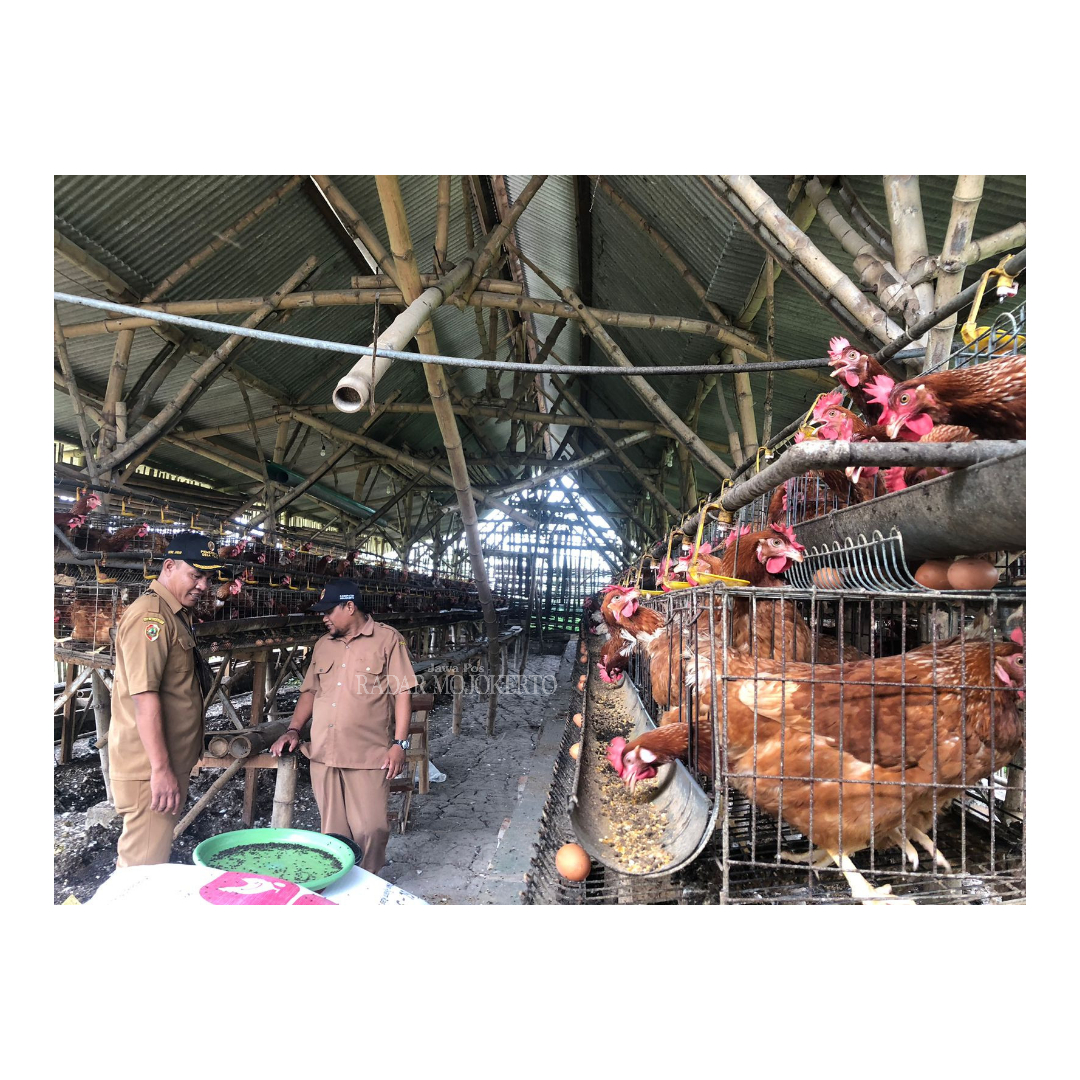 UNIT USAHA DESA: Kades Talok, Khoirul Anwar dan Sekdes meninjau kondisi peternakan ayam petelur yang dikelola oleh BUMDes setempat.