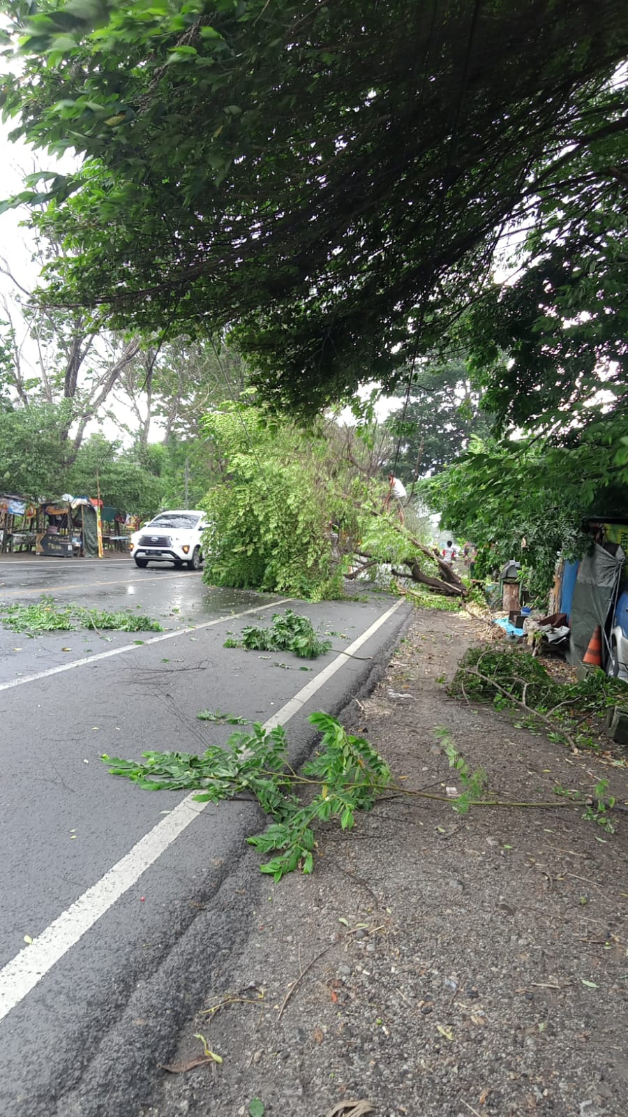 ROBOH: Sejumlah pohon tepi jalan dilaporkan tumbang, Jumat (19/1). Itu seperti terjadi di ruas Jalan Mojokerto-Surabaya, Lengkong, Mojoanyar, Kabupaten Mojokerto, Jumat (19/1) siang.