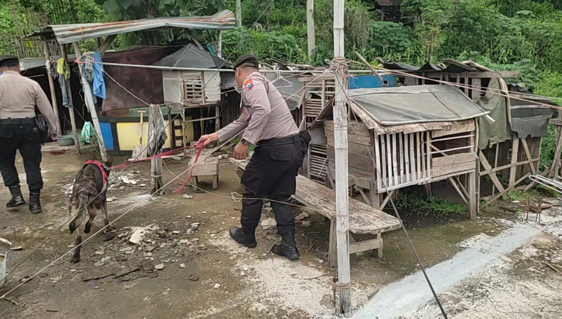 LACAK JEJAK: Unit K9 Sat Samapta Polres Mojokerto melacak keberadaan narkotika di rumah Cak Rul di Dusun Kandangan, Desa Kunjorowesi, Kecamatan Ngoro, Selasa (23/1).