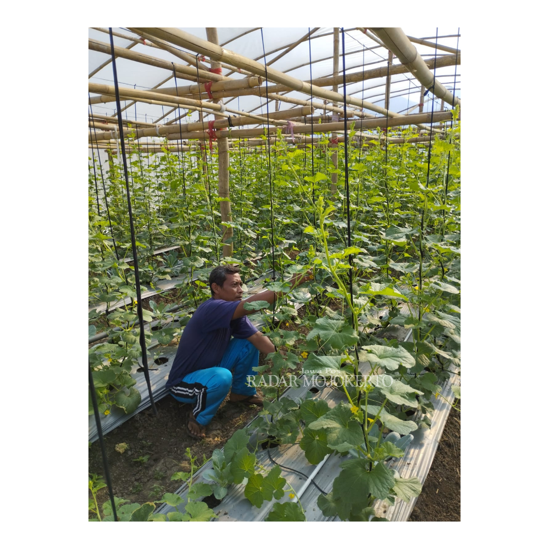 SUBUR: Tanaman melon jenis premium yang dikembangkan Pemdes Terusan siap dipanen dalam waktu dekat.