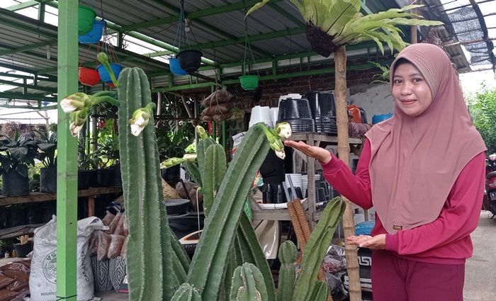 DIMINATI: Reni Riskarina menunjukkan kaktus koboi berbunga di toko tanaman hias miliknya, di Jalan Brawijaya, Kelurahan Kauman, Kecamatan Prajurit Kulon. (foto: Wilda Mifta for Radar Mojokerto)
