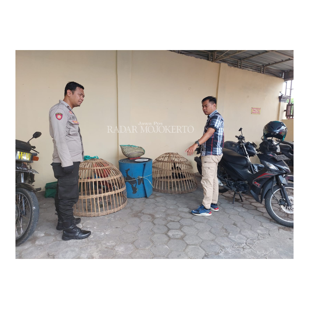SARANA JUDI: Petugas menunjukkan sejumlah barang bukti yang disita hasil penggerebekan arena judi sabung ayam di Desa Kedunguneng, Kecamatan Bangsal.