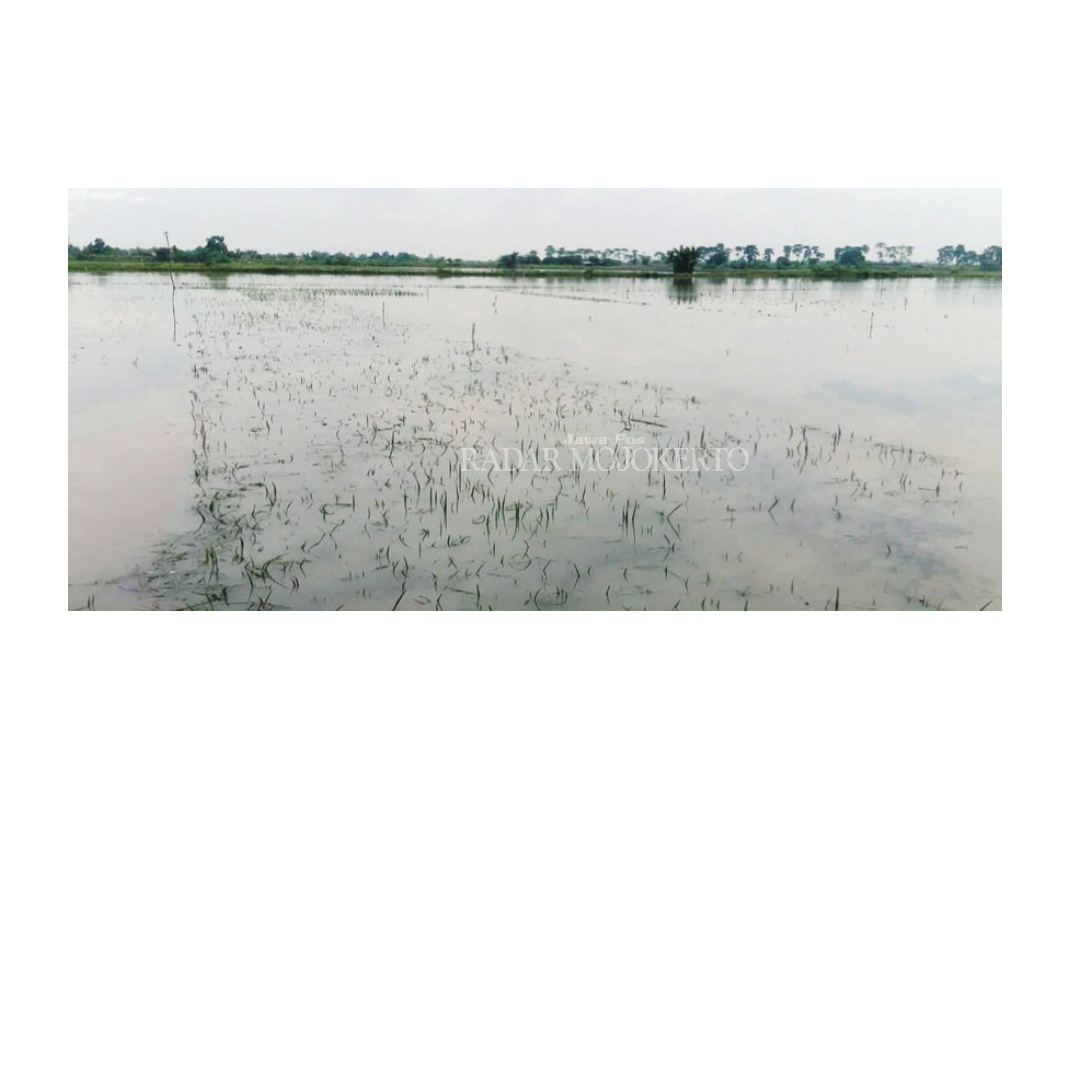 TERENDAM: Puluhan hektare sawah di Desa Salen, Kecamatan Bangsal, terendam banjir akibat tanggul sungai jebol, Senin (5/2).