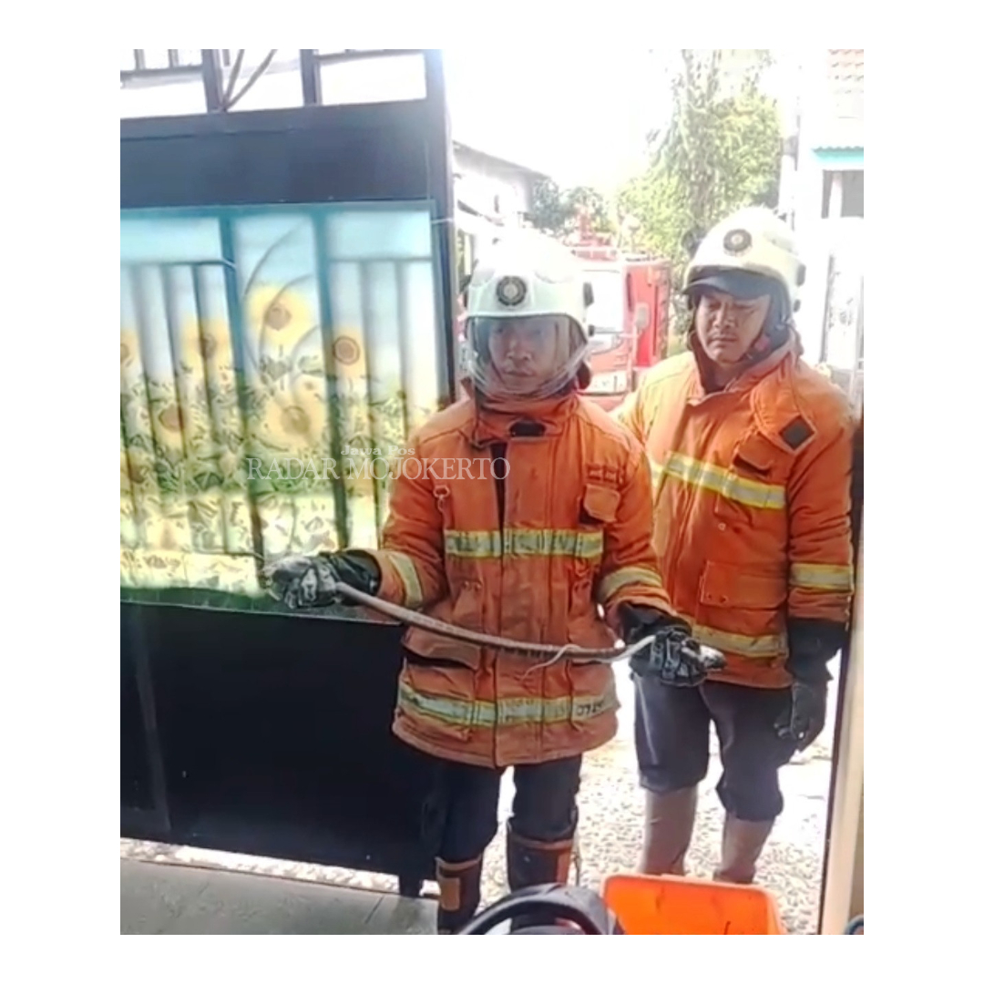 EVAKUASI: Petugas Damkar BPBD Kabupaten Mojokerto menunjukkan ular kayu yang dievakuasi dari tempat di Perumahan Griya Japan Raya, Desa Japan, Kecamatan Sooko, Senin (5/2).