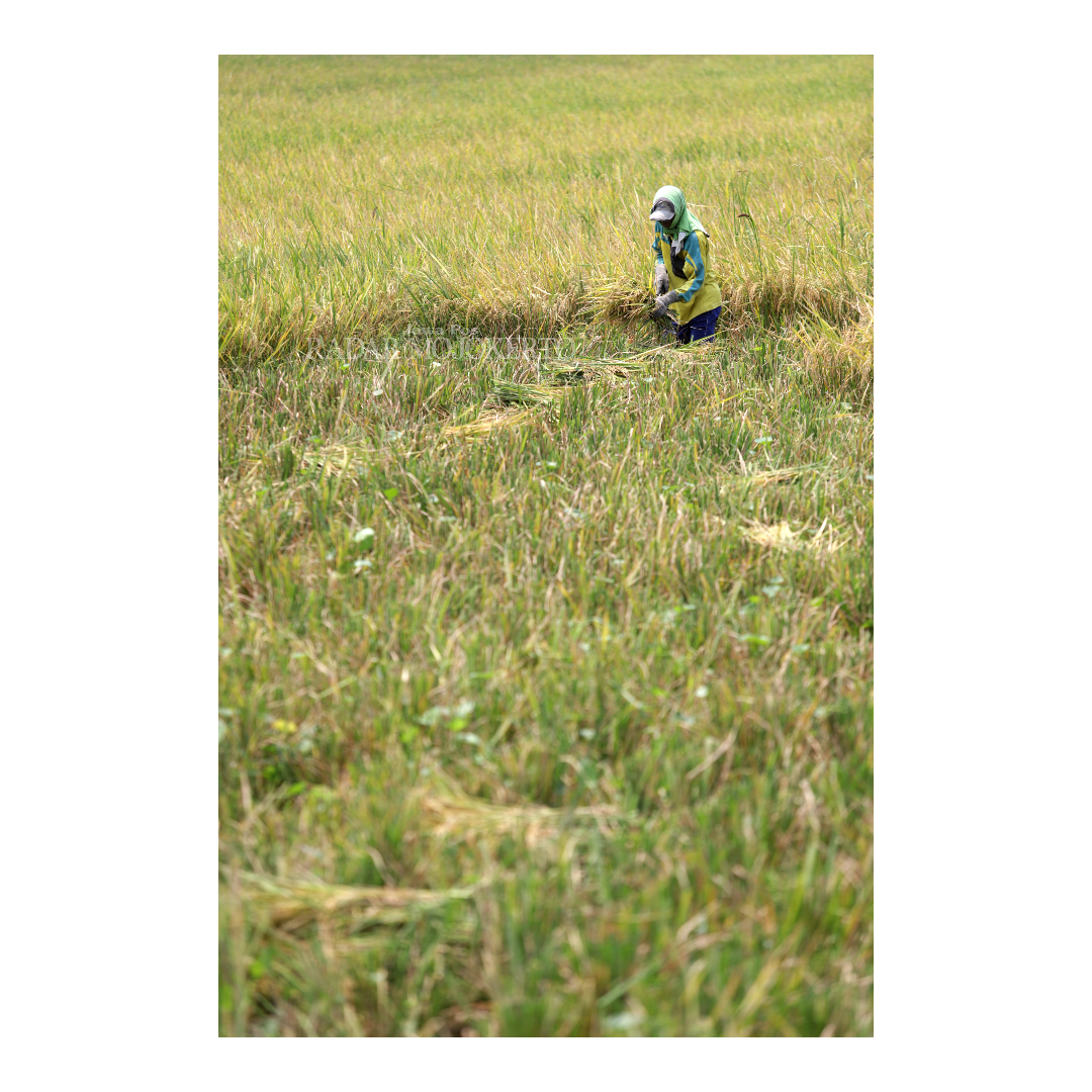 PENOPANG EKONOMI: Petani di Kabupaten Mojokerto sedang panen padi. Sejak zaman Majapahit, padi menjadi komoditas utama pertanian masyatakat.