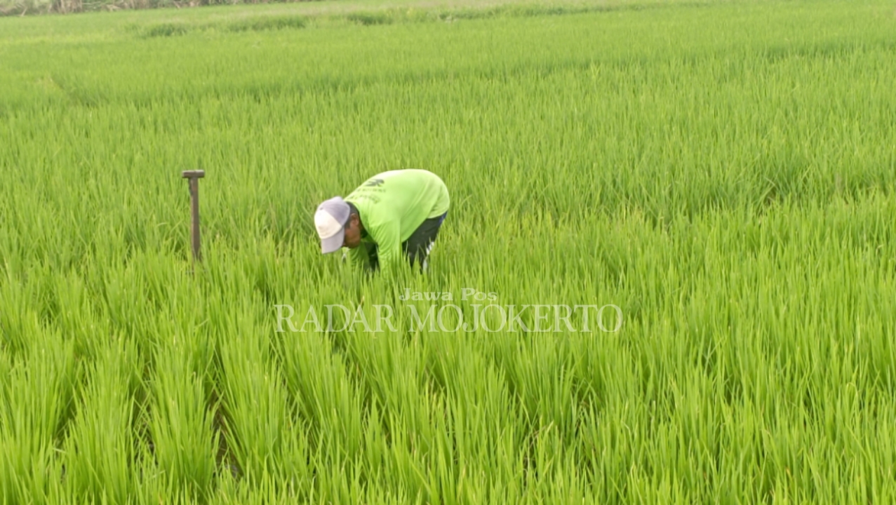 PERAWATAN: Petani di Desa Jampirogo, Kecamatan Sooko, Kabupaten Mojokerto tengah merawat tanaman padinya, Selasa (13/2/2024)