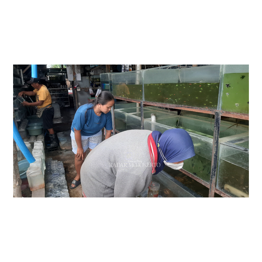 TELITI: Pemilik agen ikan hias mengganti air kolam ikan di tempat usahanya di Dusun Modongan, Jalan Marhaban, Desa Modongan, Kecamatan Sooko, Kabupaten Mojokerto, Rabu (21/2).