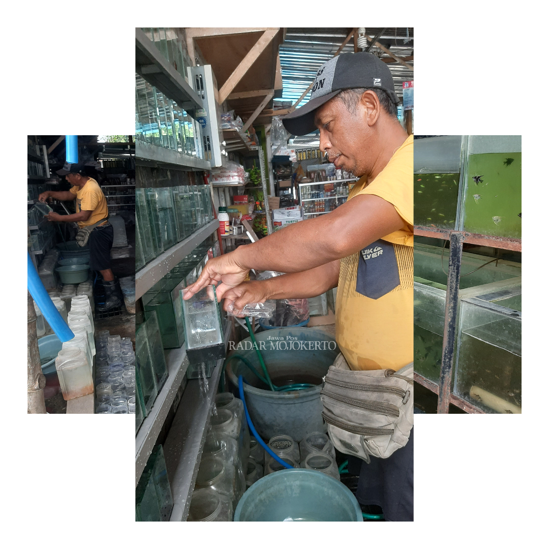 CEK IKAN: Endik tengah melakukan perawatan ikan jualannya.