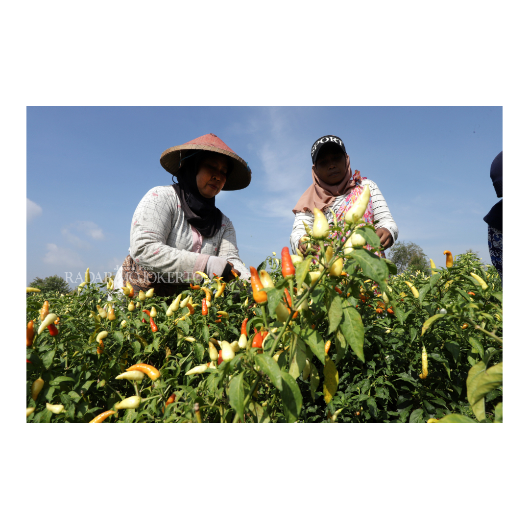 MASA PANEN RAYA: Memasuki akhir februari tahun ini merupakan puncak musim hujan sekaligus puncak panen raya cabai, khususnya di centra petani cabai di Kecamatan Dawarblandong
